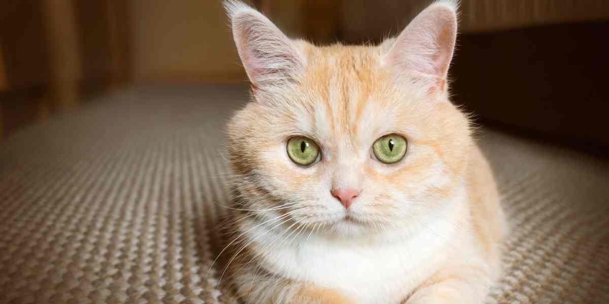 Hermoso gato atigrado color crema con ojos verdes.