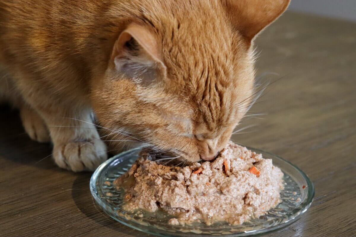 cambiar la comida del gato