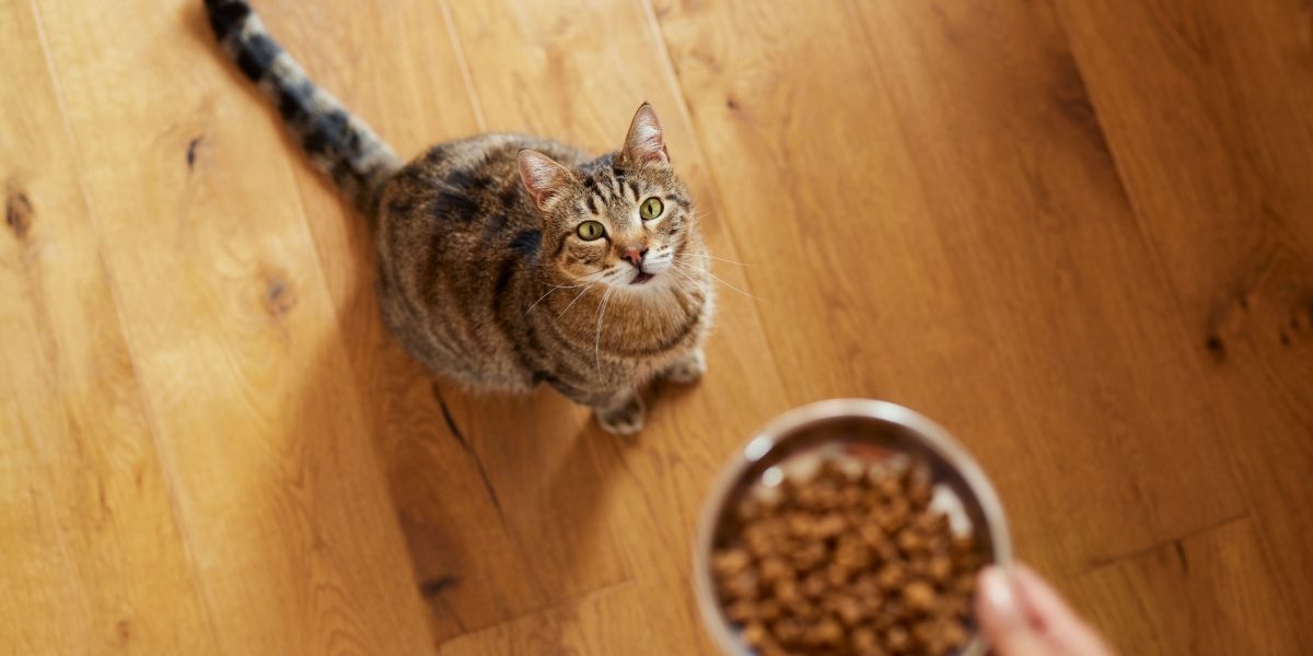 Vista en ángulo alto de una mujer alimentando con comida seca a su gato en casa