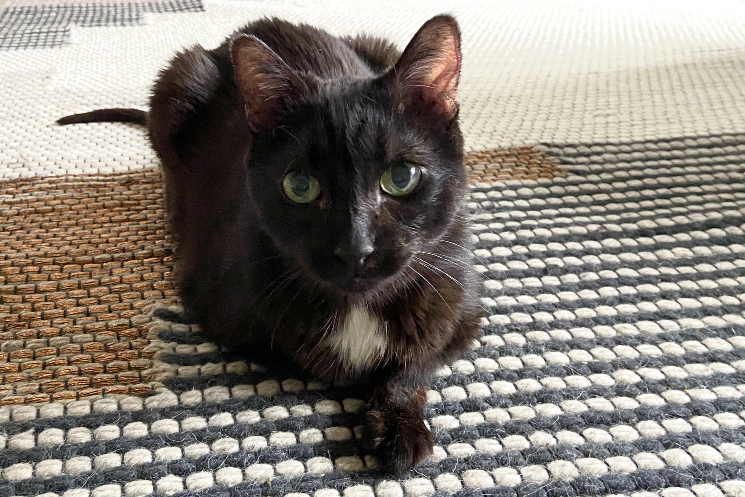 Hermosos panes de gato negro sobre una alfombra.