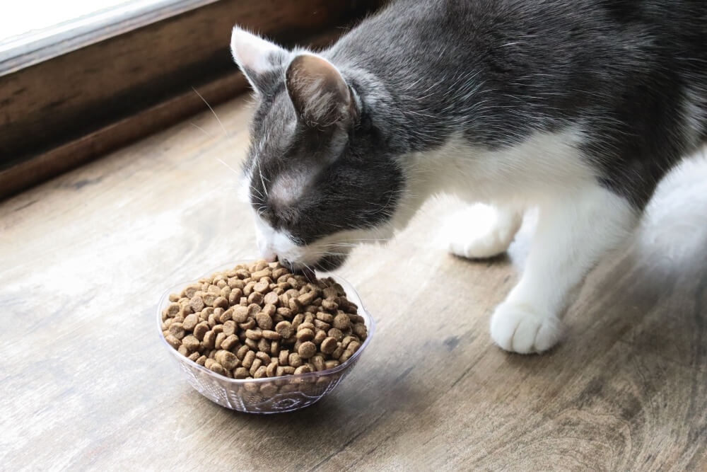 Gato naranja y blanco comiendo comida seca