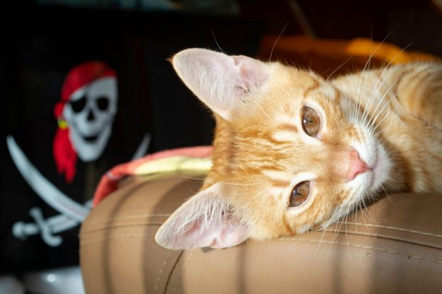 100 ideas de nombres de gatos piratas con significados para tu gato aventurero