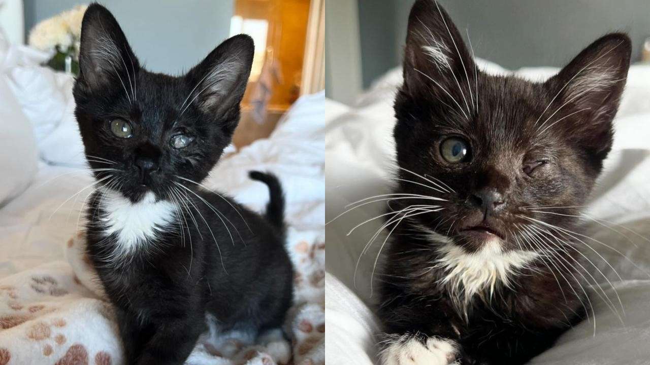 Conozca a Kricket: este adorable gatito adoptivo superó valientemente su condición ocular con mucho amor y cuidado.