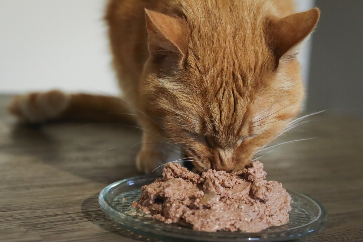 Comida húmeda para gatos fresca