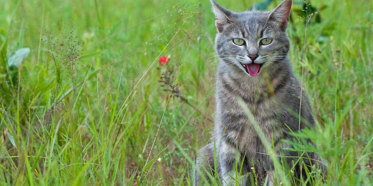 El gato se sentó en la hierba alta jadeando