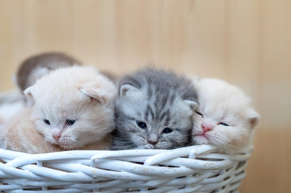 Tres gatitos peludos se sientan en una canasta blanca.