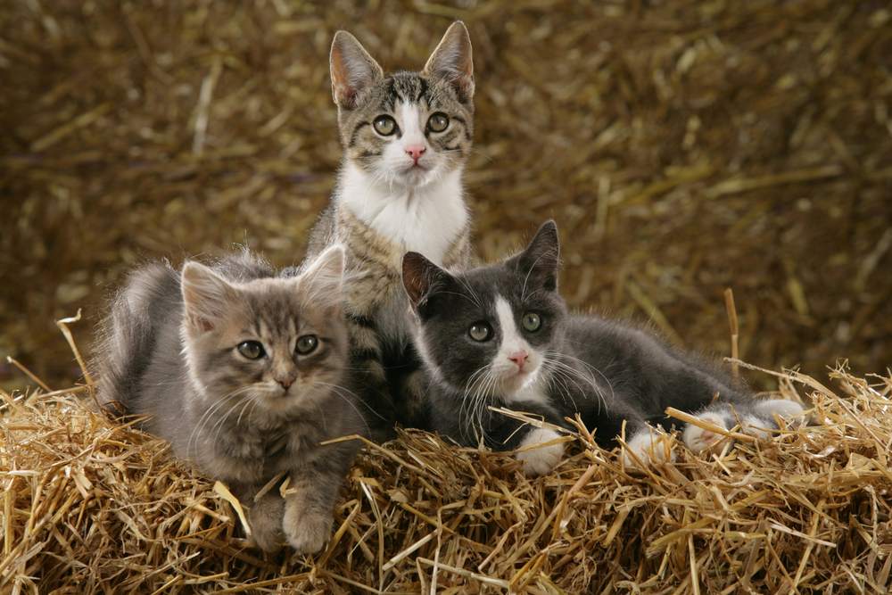 Tres gatitos se sientan en un fardo de paja.