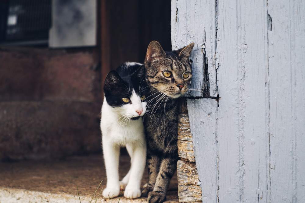 Dos gatos miran desde la esquina de la pared de un granero.