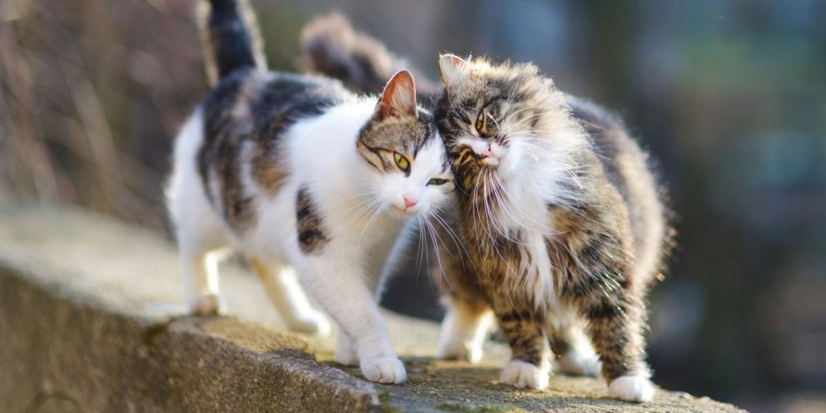 Dos gatos caminando sobre un muro de piedra, presionando sus cabezas juntas.