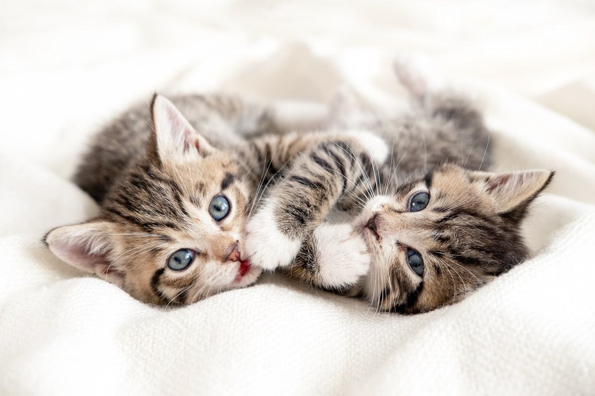 Dos pequeños gatitos juguetones a rayas con patas blancas