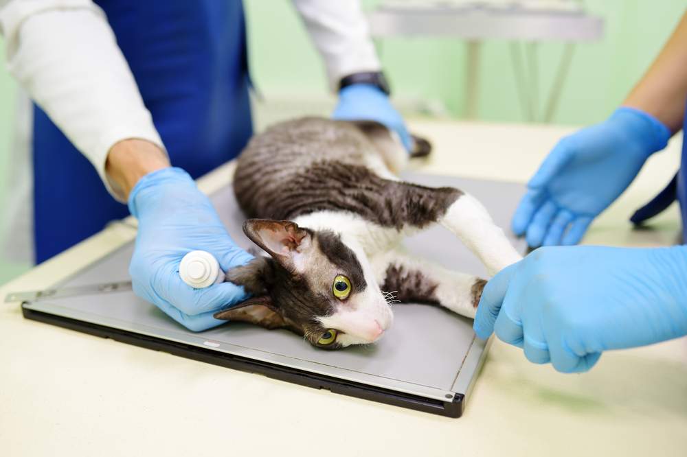 Dos veterinarios preparando un gato para radiografías