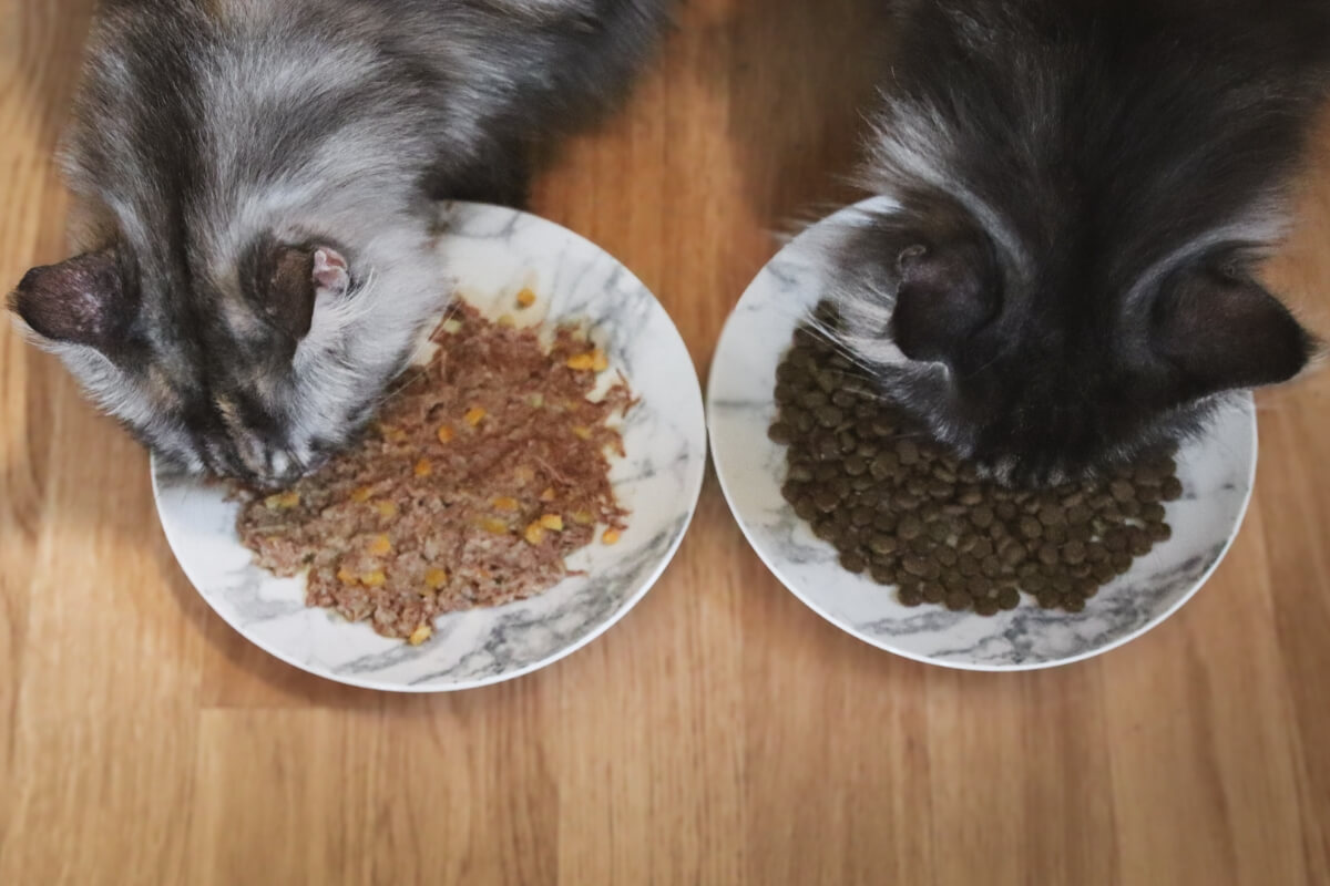 Comida húmeda y comida seca para gatos