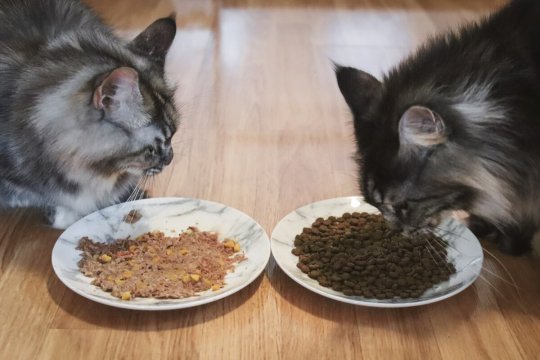 Alimento húmedo o seco: ¿cuál es mejor para los gatos?