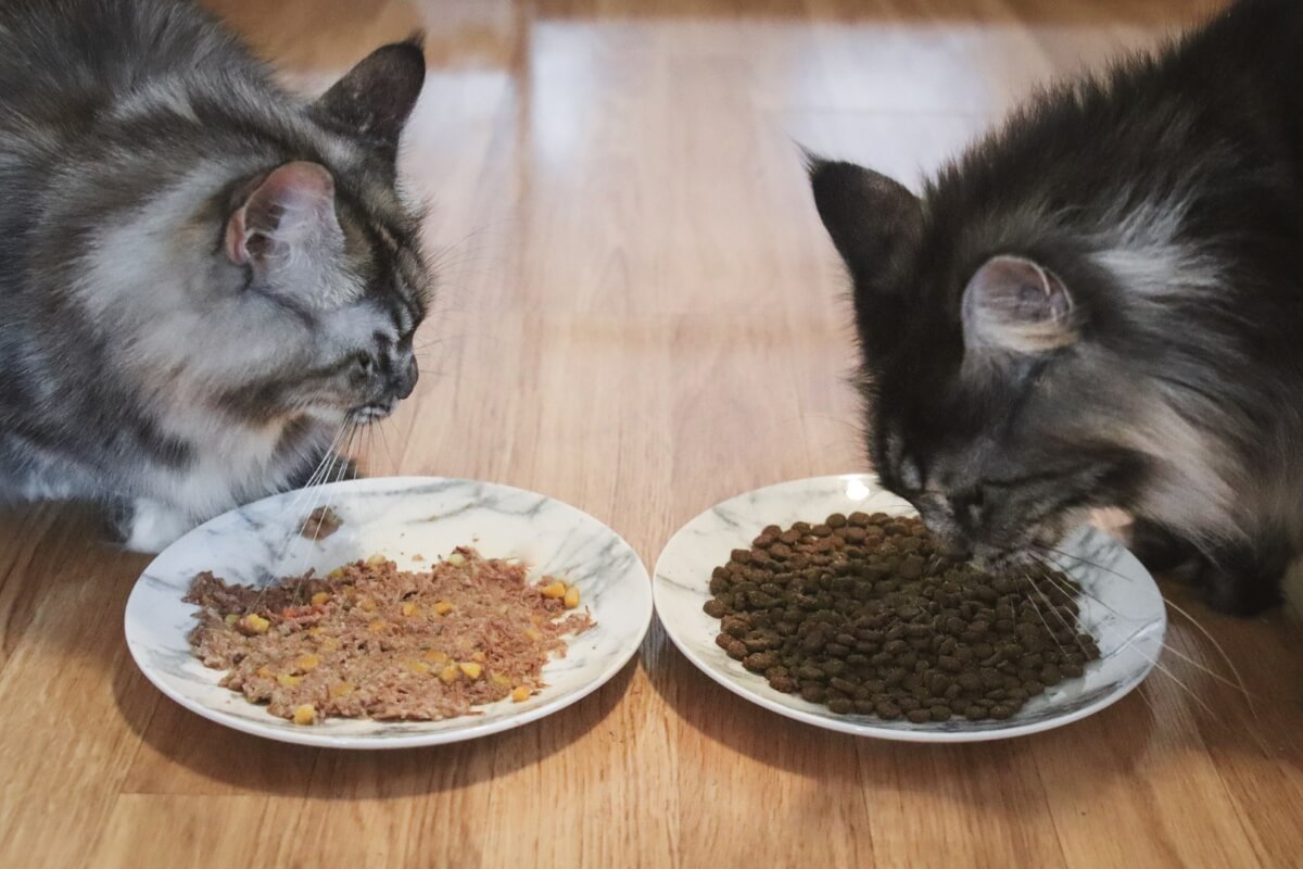 Comida húmeda y comida seca para gatos