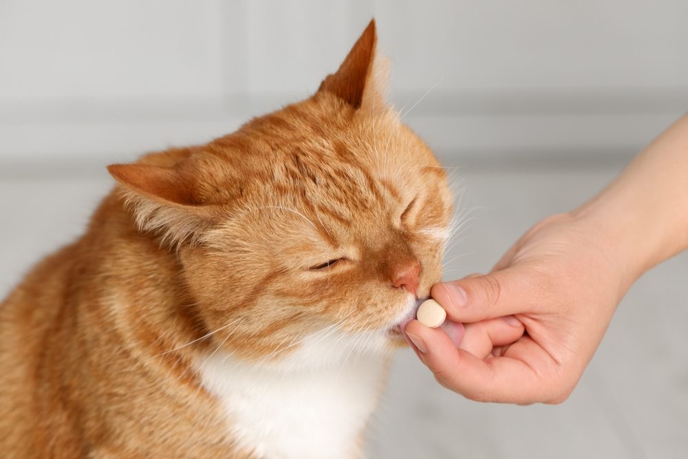 Mujer dándole una pastilla de vitaminas a un lindo gato en el interior, primer plano