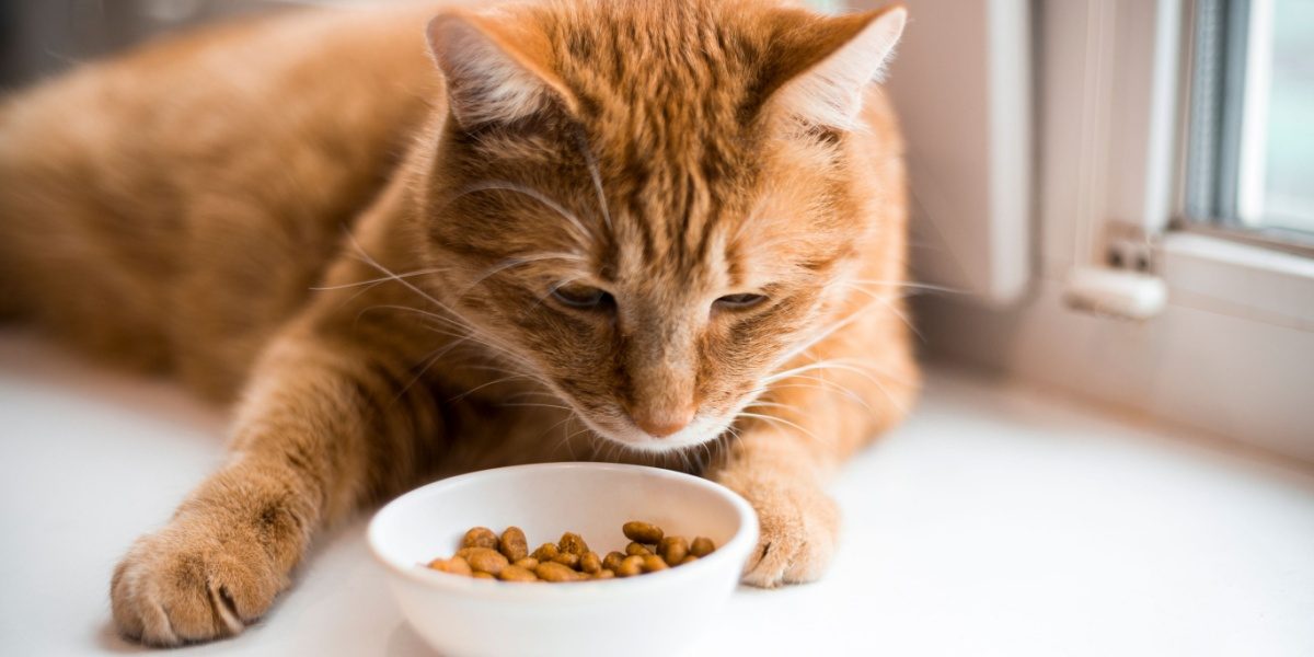 Un gato pelirrojo mira un pequeño recipiente blanco lleno de croquetas