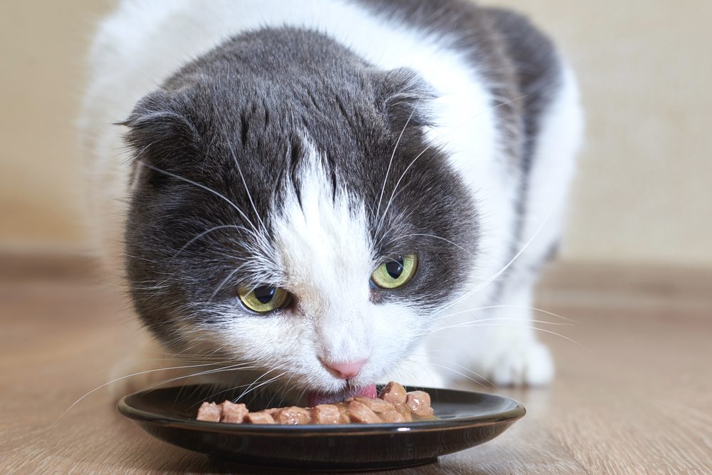 Gato gris y blanco come comida húmeda de un recipiente negro poco profundo