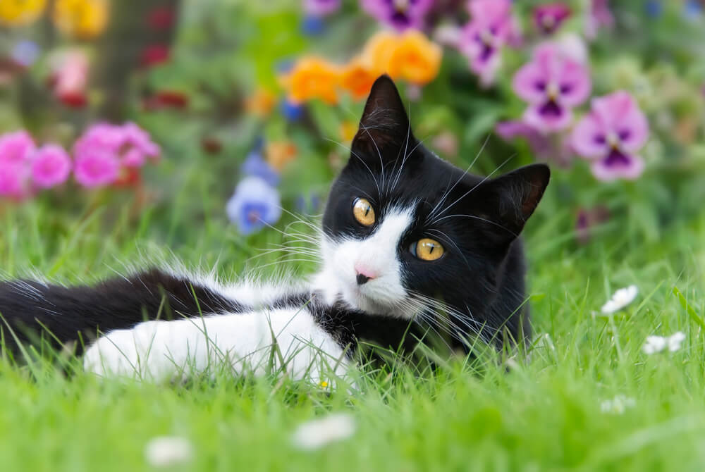 Gato de esmoquin acostado boca arriba en un prado frente a flores de colores