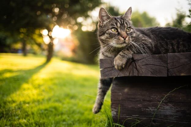 100 nombres de gatos con temática de la naturaleza y sus significados