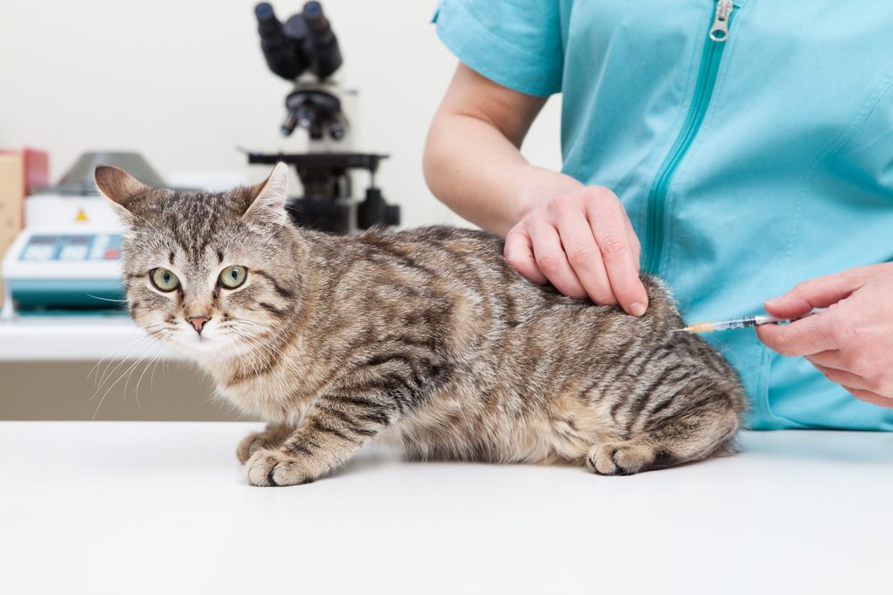 A un pequeño gato atigrado rayado le están administrando una inyección