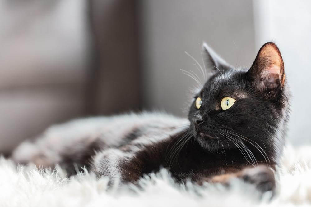 Un gato negro yace sobre una alfombra blanca y peluda y mira hacia un lado, hacia algo que está fuera del encuadre.