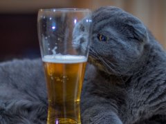 A gray British shorthair sniffs a glass of beer