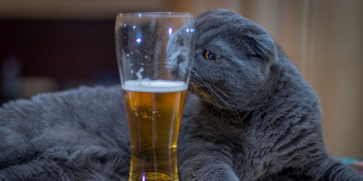 Un British Shorthair gris huele un vaso de cerveza