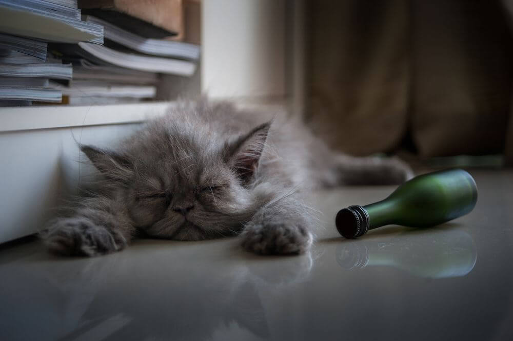 Un gatito gris de pelo largo duerme junto a una botella verde volcada de lado.