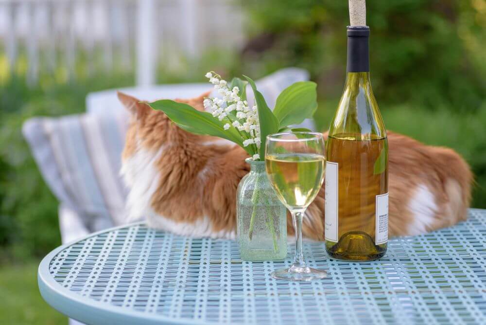 Un gato naranja y blanco yace sobre una mesa azul detrás de una botella de vino, una copa de vino y un jarrón de flores.