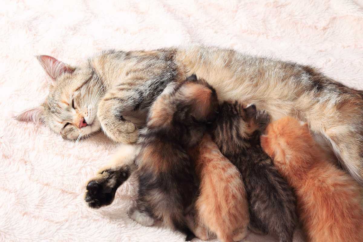 Gata amamantando a sus pequeños gatitos, primer plano