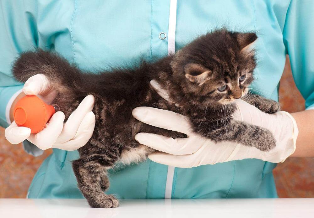 Un gato pequeño es sostenido por un veterinario con guantes y recibe un enema con una jeringa de bulbo naranja.