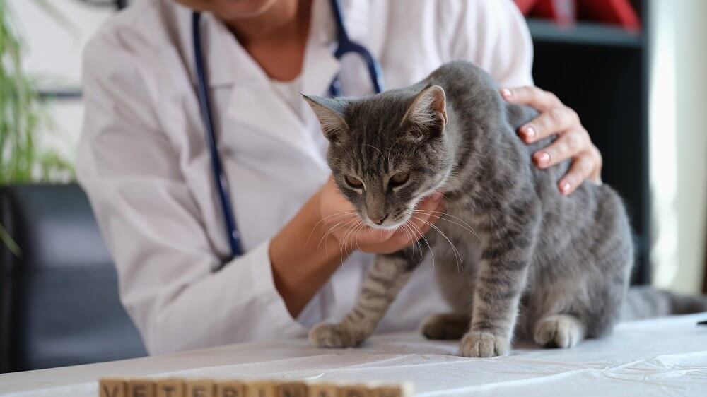 Una veterinaria sostiene a un gato enfermo en una mesa de examen.