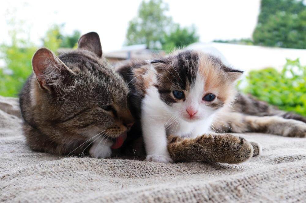 Madre gata abrazando y lamiendo a un gatito