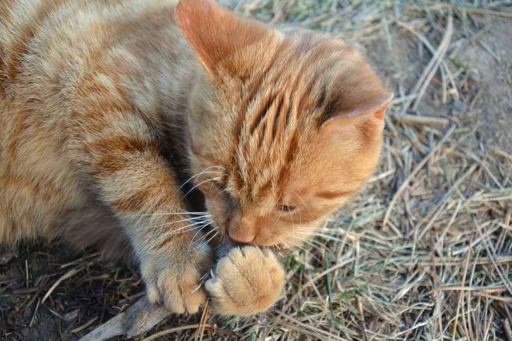 uña mordedora de gato