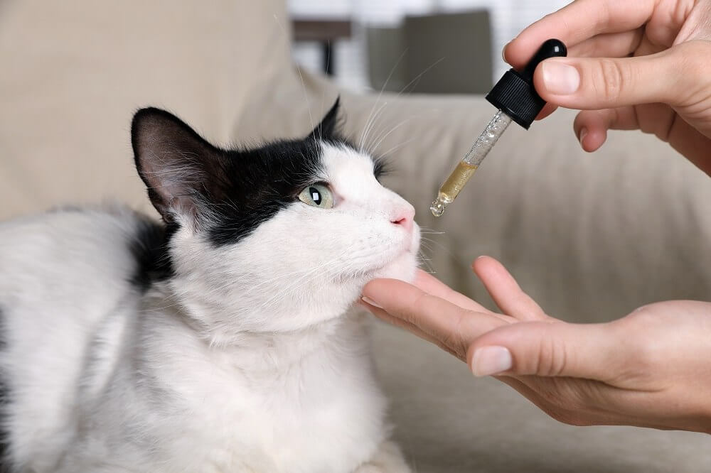 Mujer dándole un líquido oral a un gato en una jeringa de pera, primer plano.