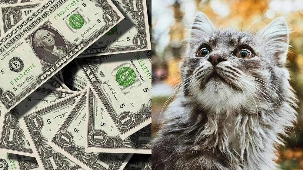 gato y dinero