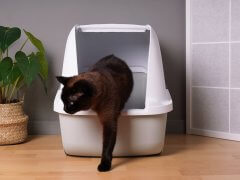 home interior with brown indoor cat stepping out of closed kitty litter box in living room