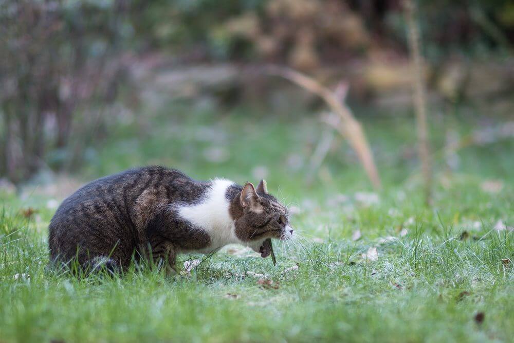 Vista lateral de un gato en posición de vómito en la hierba