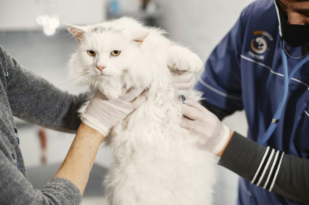 Veterinario sosteniendo un gato blanco