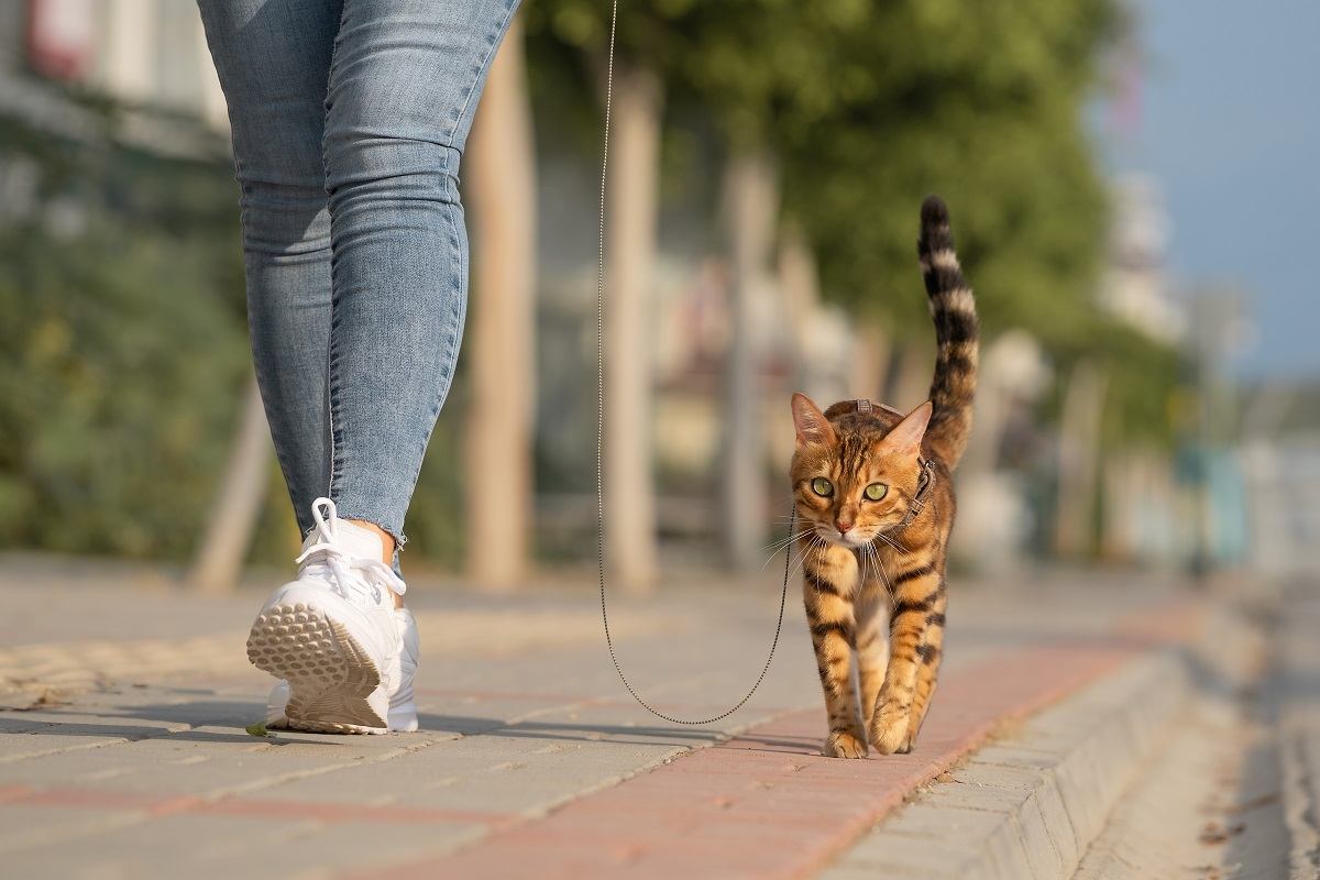 Un gato de Bengala con correa camina junto a una mujer en la acera. Caminando con un gato doméstico al aire libre.