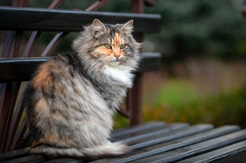 Un gato siberiano está sentado en un banco en el jardín.