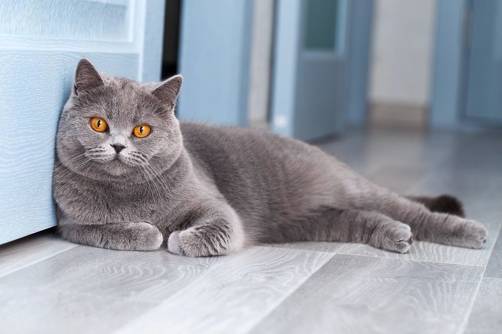 Un hermoso gato británico de pelo corto descansa en una habitación de color azul claro.