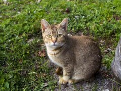 A brown ticked tabby cat sits in the grass, looking up at the camera.