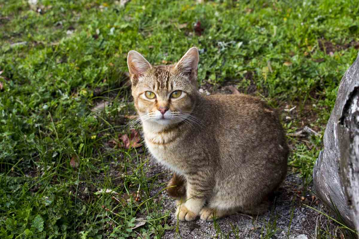 Un gato atigrado de color marrón se sienta en la hierba y mira a la cámara.