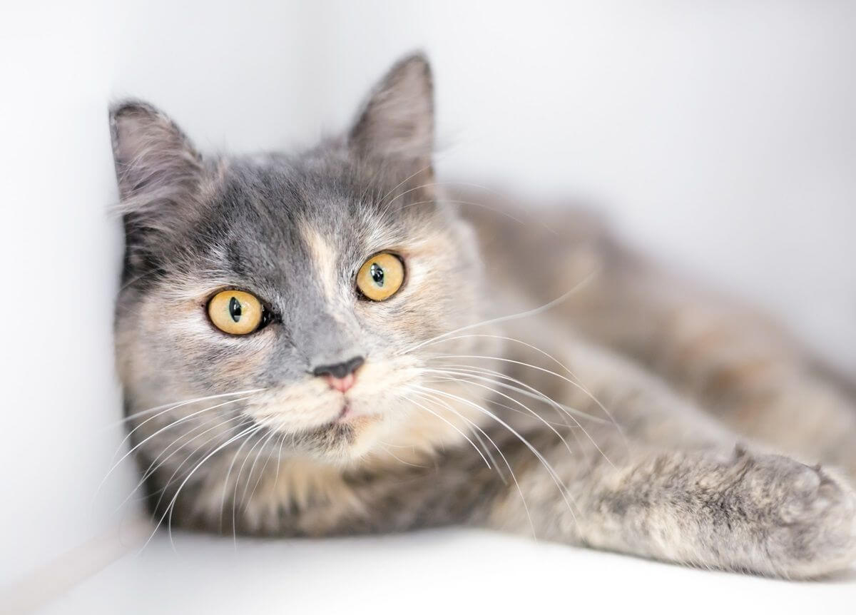 Un gato carey diluido con ojos amarillos en una posición relajada.