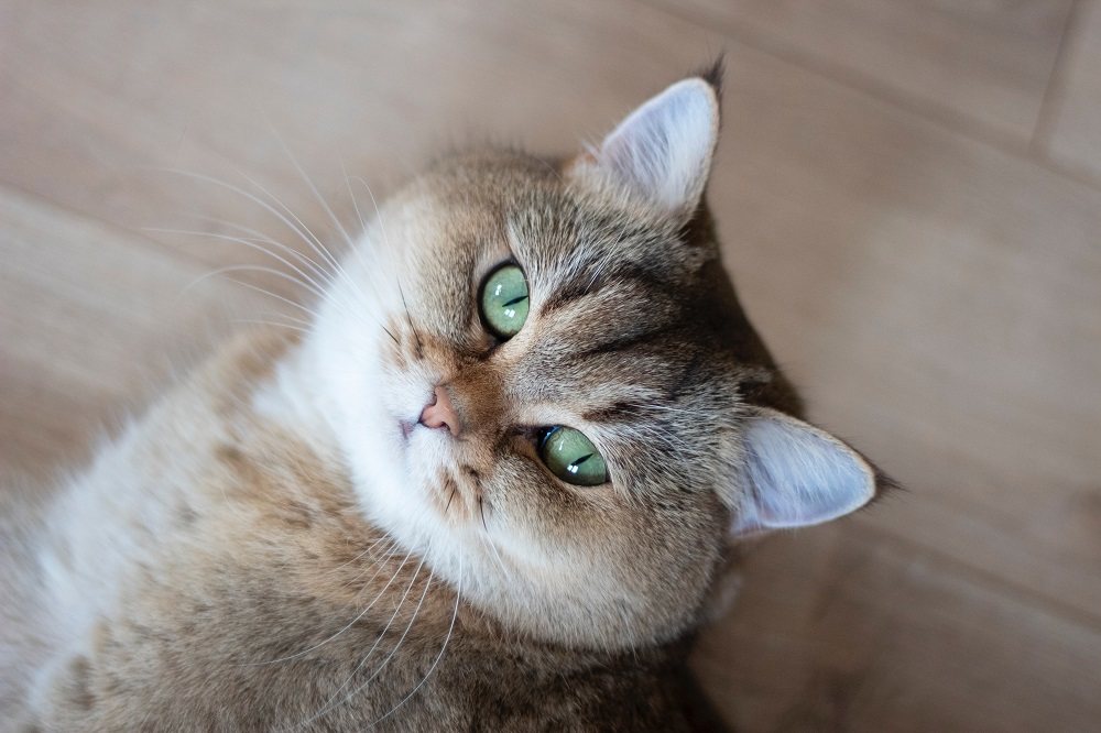 Un gato británico de pelo corto dorado con un patrón atigrado.