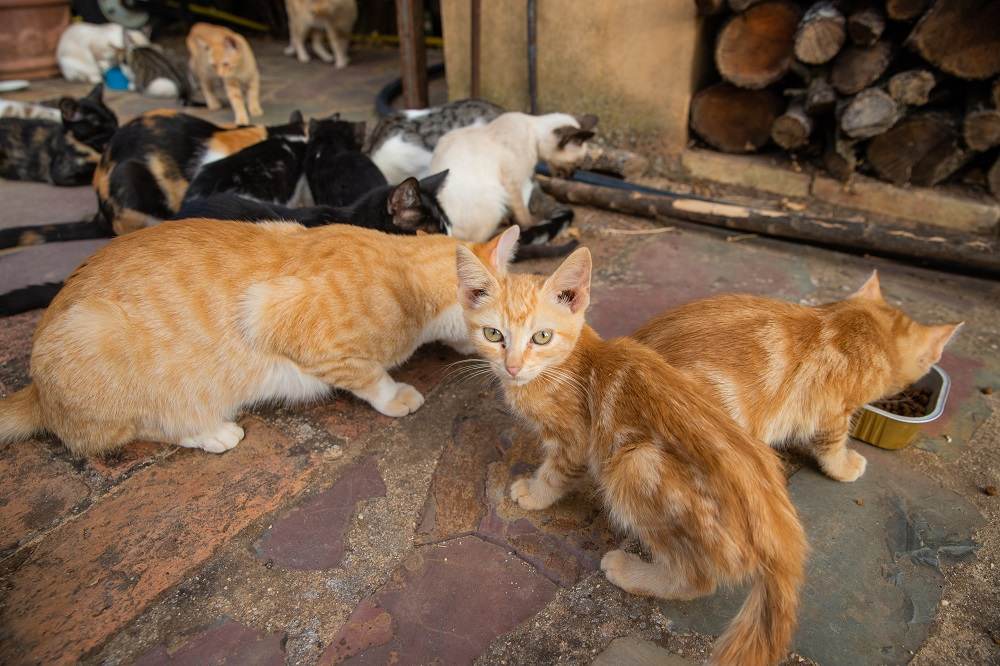 Un grupo de gatos callejeros comiendo la comida seca para gatos que les dan sus cuidadores.