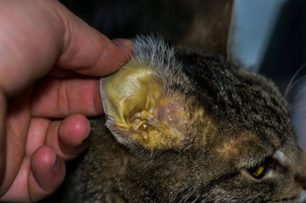 La mano de una persona sosteniendo la oreja de un gato, que tiene una coloración amarilla en la piel.