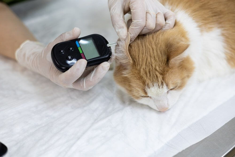 Un veterinario mide el nivel de glucosa de un gato en una clínica veterinaria.