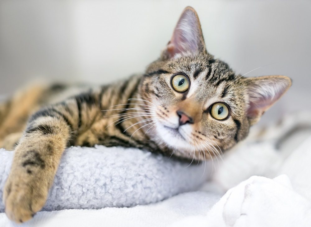 Un joven gato doméstico de pelo corto atigrado de color marrón descansando en una cama para gatos